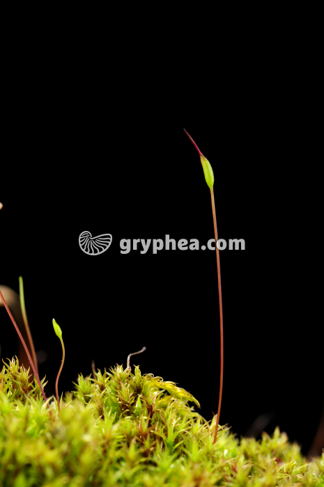 Tortula muralis - sporogones - gryphea.com